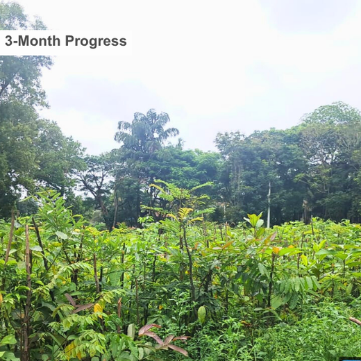 Zafin Goes Green: Cultivating ESG Values Through Urban Forestry – 1 year