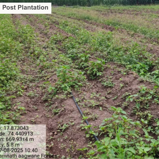 Forbes Grows Opportunity: Agroforest Initiative for Environmental and Economic Resilience – 1 year