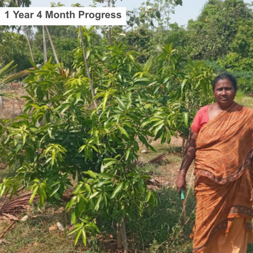 Apollo Tyres’ Mission to Boost Farmer Livelihoods and Tree cover in Andhra Pradesh – 2 years