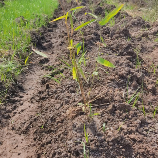 Viva Composite Panel’s Green Initiative: Building a Sustainable Future – 6 months