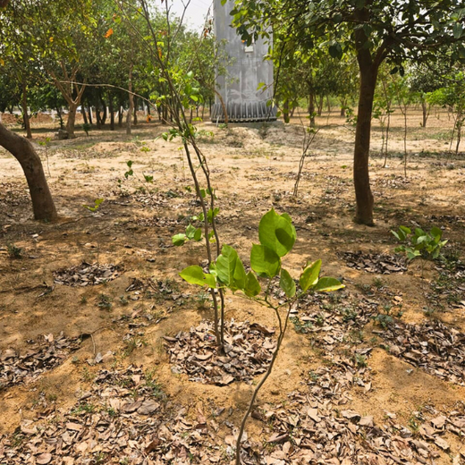 Nurturing Connections: Advance Estimating’s Tree Plantation for Team Synergy – 6 months