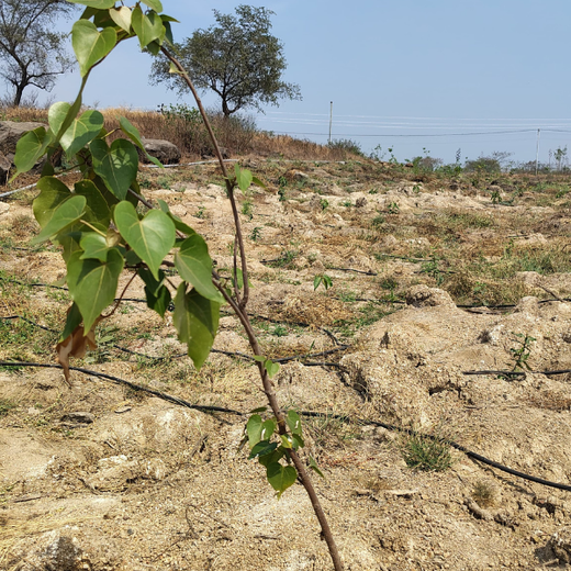 Building a Greener Future: Light & Wonder's Urban Forest Initiative for Sustainability – 6 months
