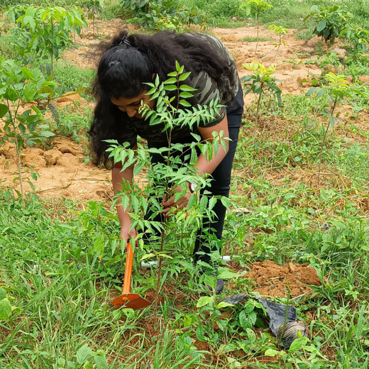 Cultivating Urban Change: Zededa India’s Tree Planting Drive – Planting