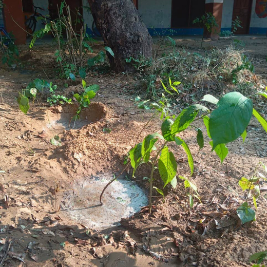 Innovating Sustainability: Xebia’s Urban Forest Footprint – 1 year