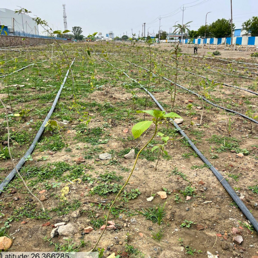 Forest by Design: Godrej Turns Industrial Space into Biodiversity Hub – 1 year