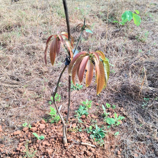 Beyond the Waves: Castle Ships’ Agroforestry Drive for Climate Action – 1 year