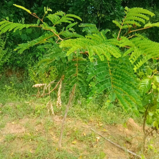 Tech Meets Trees: Zafin’s Urban Forest for ESG and Beyond – 2 years
