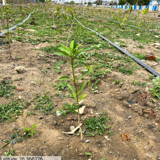 Forest by Design: Godrej Turns Industrial Space into Biodiversity Hub – 1 year
