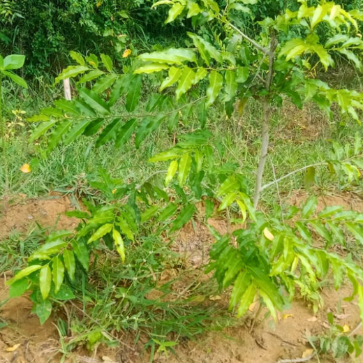 Tech Meets Trees: Zafin’s Urban Forest for ESG and Beyond – 2 years