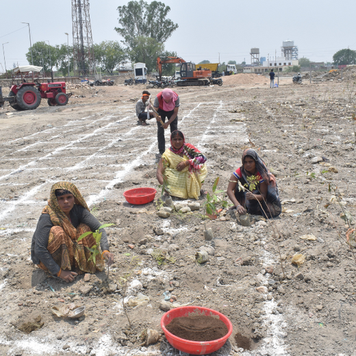 Forest by Design: Godrej Turns Industrial Space into Biodiversity Hub – Planting