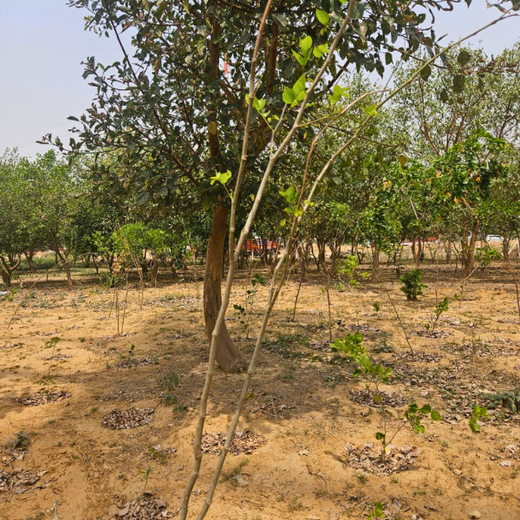 Nurturing Connections: Advance Estimating’s Tree Plantation for Team Synergy – 6 months