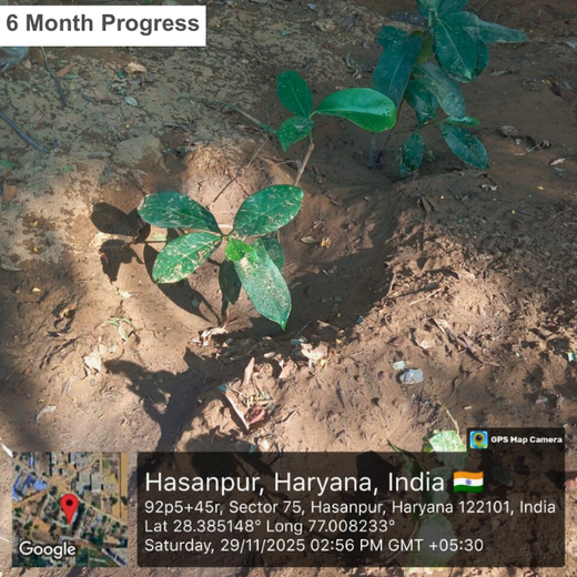 Innovating Sustainability: Xebia’s Urban Forest Footprint – 1 year