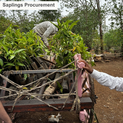 Gensol Goes Green: Agroforestry for Employees in Pune – Planting