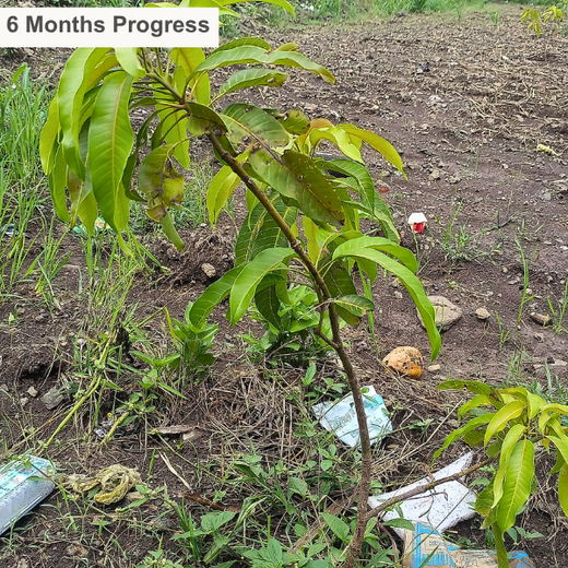 40 Years Strong: Planting Trees, Growing Memories in Agroforests – 1 year