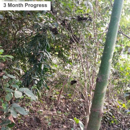 EACH ONE PLANT ONE: SentinelOne’s Green Commitment to Urban Sustainability – 6 months
