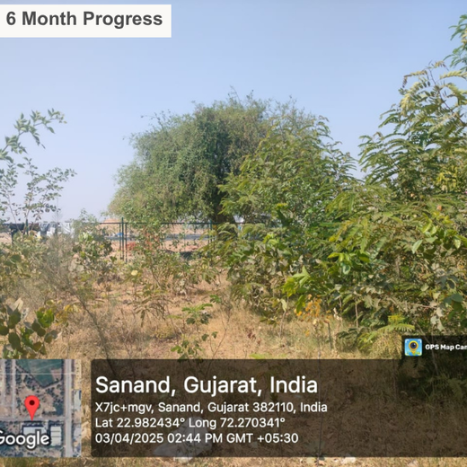 Greening Ahmedabad: Cimpress’s Urban Forest Initiative – 1 year