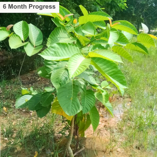 Tech Meets Trees: Zafin’s Urban Forest for ESG and Beyond – 2 years