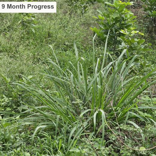 “Cimpress Bangalore's Green Quest: Building Urban Forests, Empowering Employees” – 1 year
