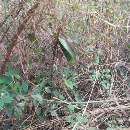 Agroforest Ambitions: Talent500 Plants the Seeds for a Greener Bangalore – 6 months