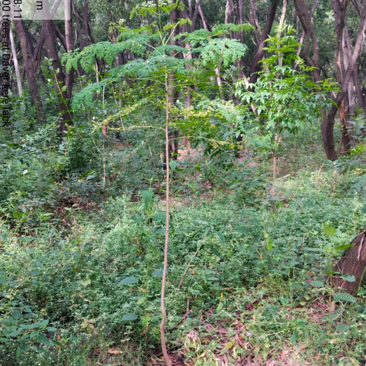 Building a Greener Future: Light & Wonder's Urban Forest Initiative for Sustainability – 2 years