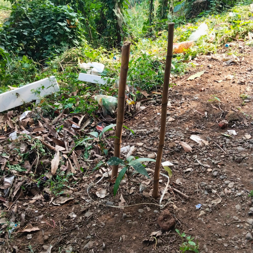 “Cimpress Mumbai Goes Green: Creating Urban Forests Through Employee Engagement” – 6 months