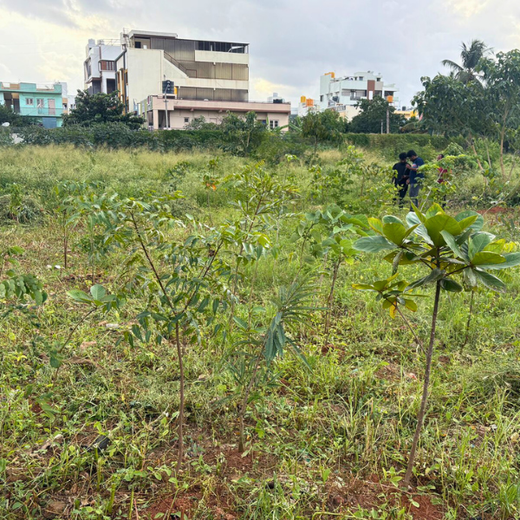 TotalEnergies Brings Together Teams to Grow an Urban Micro Forest – 1 year