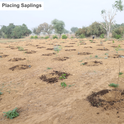 Eco-Leadership: JK Organisation's Agroforest Vision – Planting