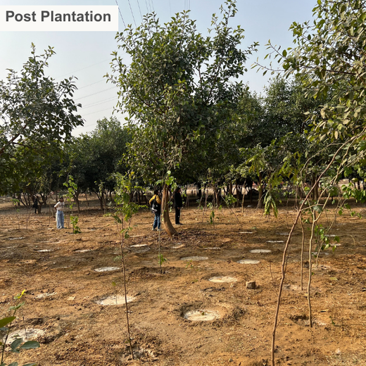 Nurturing Connections: Advance Estimating’s Tree Plantation for Team Synergy – 6 months