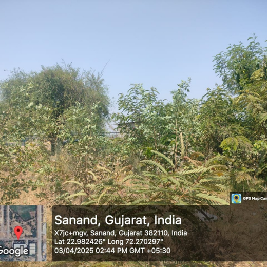 Greening Ahmedabad: Cimpress’s Urban Forest Initiative – 1 year