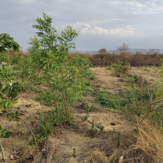 Valmont Structures: Growing Urban Forests, Growing Responsibility – 6 months