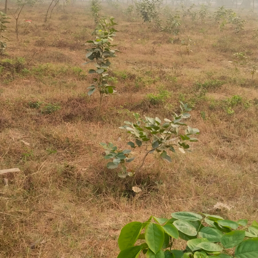 Forest in the Memory of Late Shri Ved Prakash Modi and Late Smt Nirmal Modi – 6 months