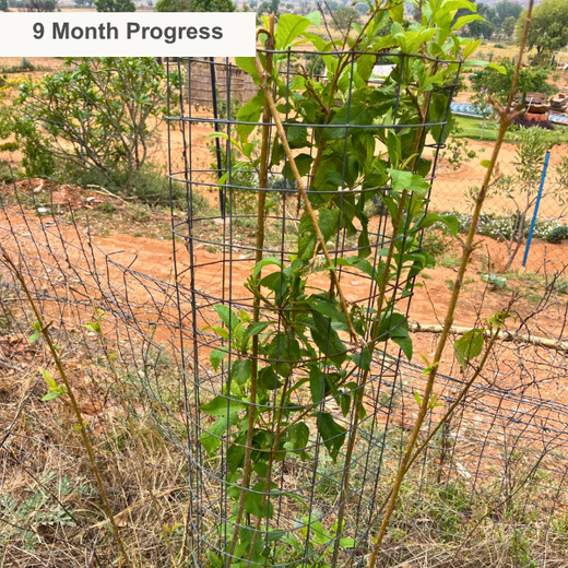 Reliance Foundation's Biodiversity Restoration Project: Sunhera Village – 1 year