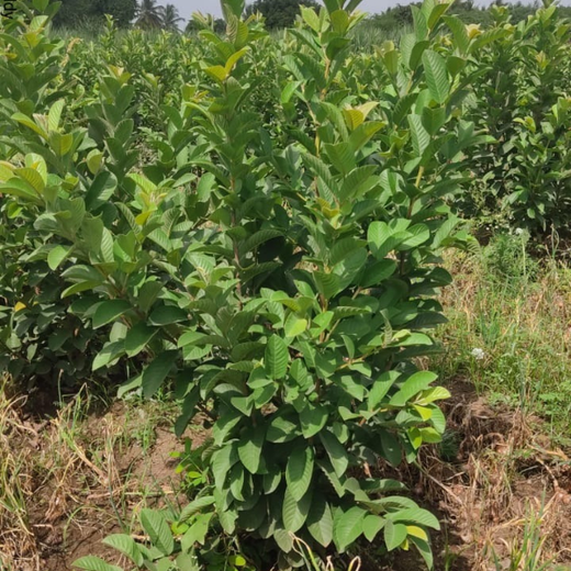Planting Impact at CPHI India 2024: Dr. Reddy’s Agroforestry Journey – 2 years