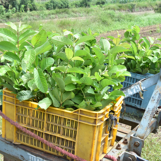 Accops Brings Green Gifts to Diwali: A Tree Plantation Initiative in Agroforestry – Planting