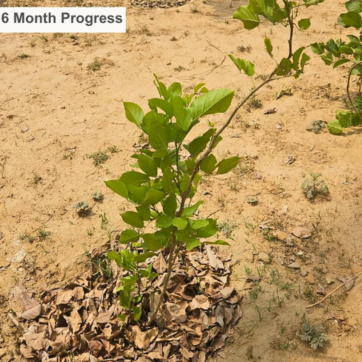 Nurturing Connections: Advance Estimating’s Tree Plantation for Team Synergy – 6 months