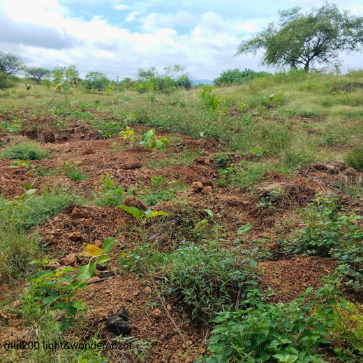 Building a Greener Future: Light & Wonder's Urban Forest Initiative for Sustainability – 6 months