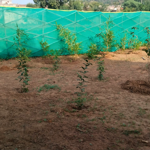 "Eco-Engagement: MongoDB’s Urban Forest Tree Planting for a Greener World" – 6 months