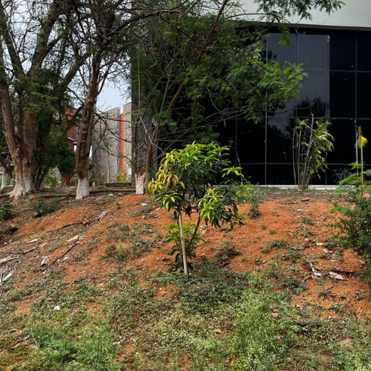 "Green Bonds: BASF/V5 Events Fosters Employee Unity Through Urban Tree Plantation" – 6 months