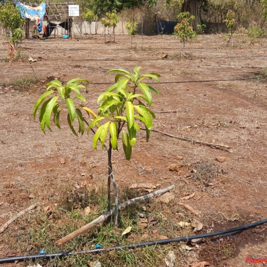 Group Landmark’s ROAR: Driving CSR Through Agroforests – 2 years