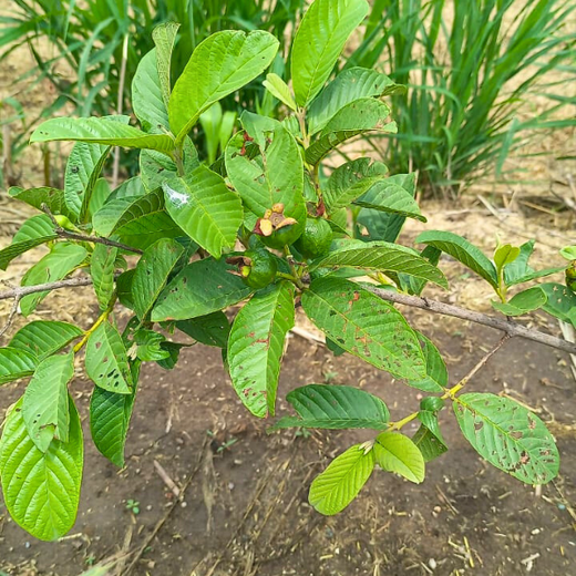 40 Years Strong: Planting Trees, Growing Memories in Agroforests – 1 year