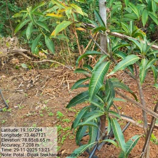 Beyond the Waves: Castle Ships’ Agroforestry Drive for Climate Action – 1 year