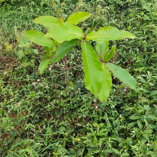 Cultivating Urban Change: Zededa India’s Tree Planting Drive – 6 months