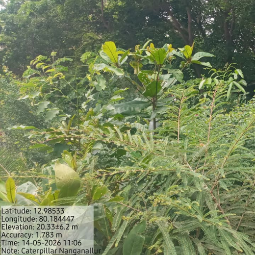 Caterpillar's Legacy: A Learning forest in Chennai Nanganallur – 1 year