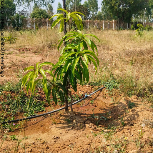 Dr. Shilpi Reddy Foundation & KIMS Hospital: A Tree for Each Girl Born – 6 months