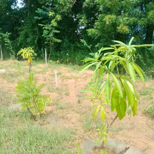 Tech Meets Trees: Zafin’s Urban Forest for ESG and Beyond – 2 years