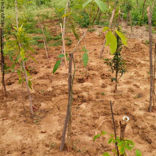 NatWest Digital Services India’s Urban Forest Initiative in Bengaluru – 1 year