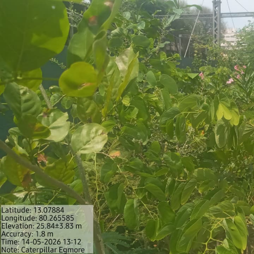 Caterpillar's Legacy: A Learning forest in Chennai Egmore – 1 year