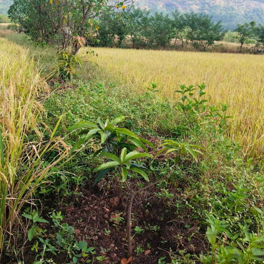 AgroForestry for Digital Payment Awareness Week - By Reserve Bank Of India(RBI) – 1 year