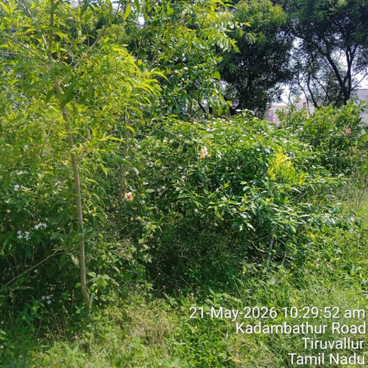 Caterpillar's Legacy: A Learning forest in Kadambathur, Thiruvallur – 2 years
