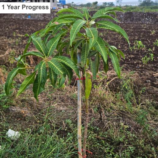 Agroforest Allies: NICE’s Employee Engagement Through Tree Planting – 1 year